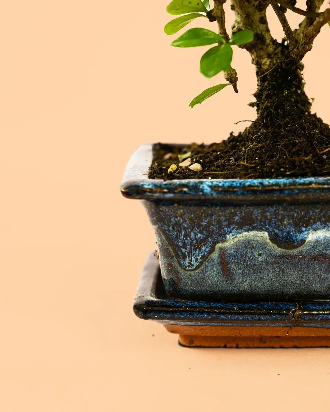Maceta para bonsái – Azul - Pur Plant