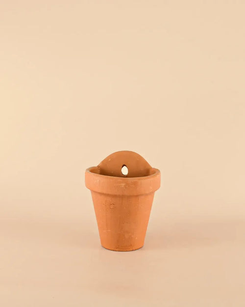 Maceta Pared Terracota M – 14 cm - Pur Plant
