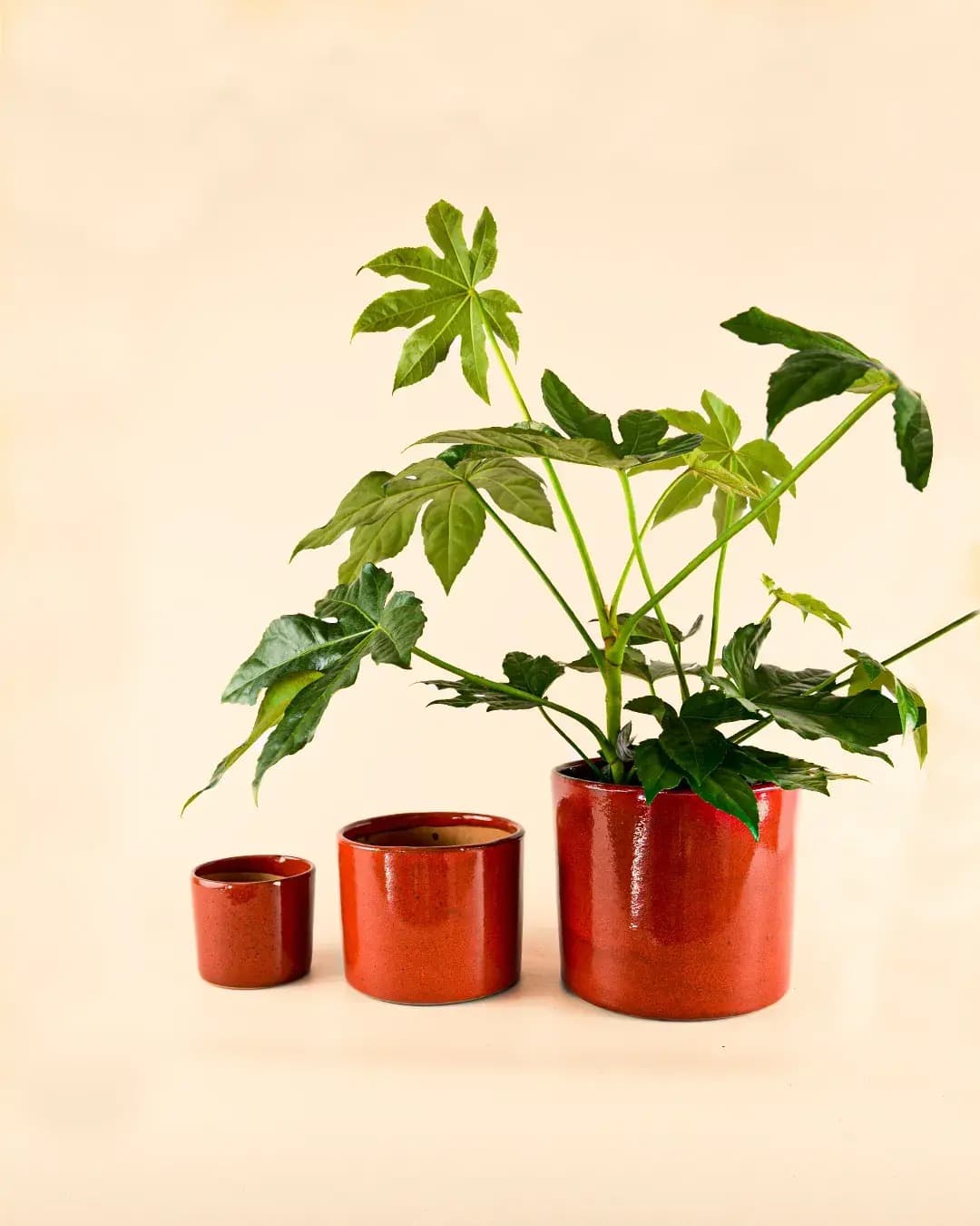 Maceta Roja L – 19 cm - Pur Plant