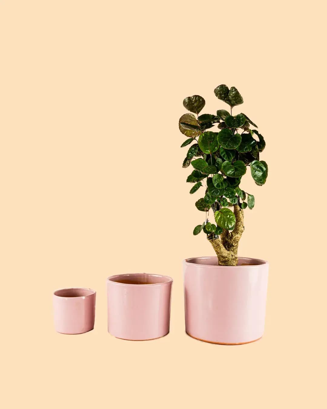 Maceta Rosa L – 19 cm - Pur Plant