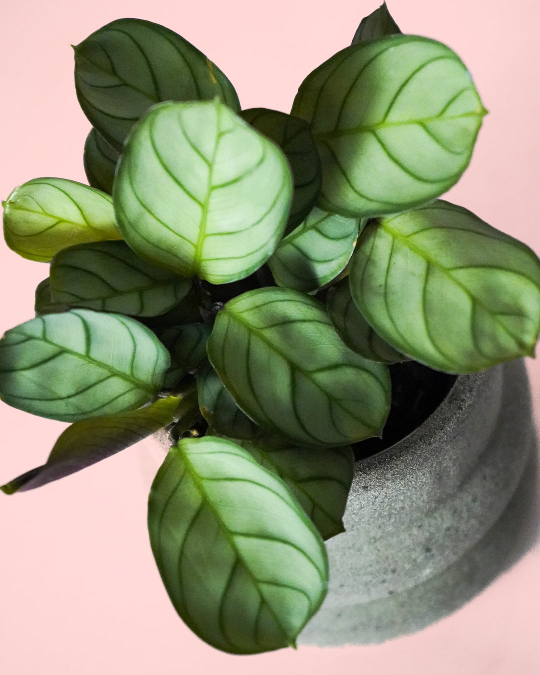 maranta amabilis mint mini hojas