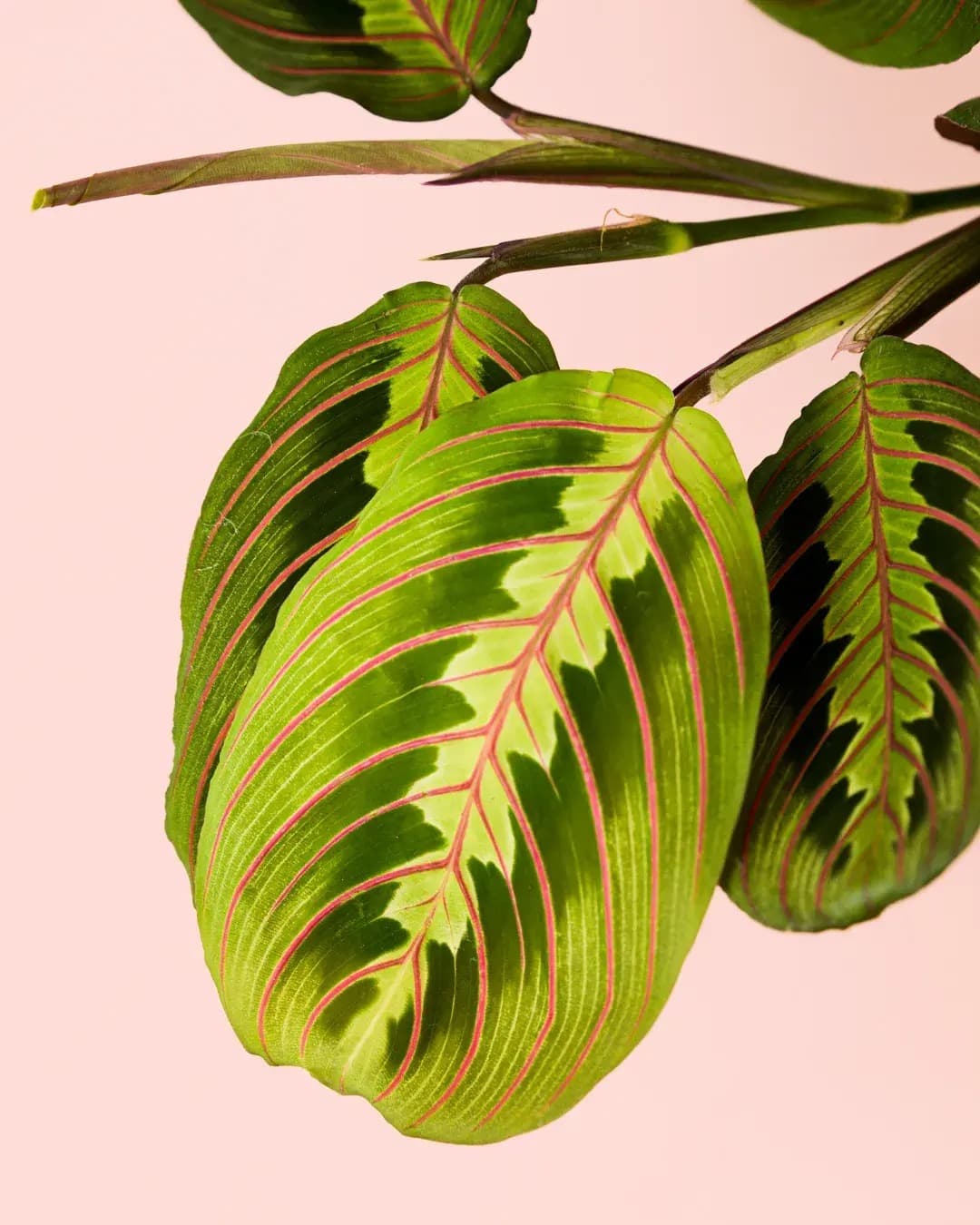 Maranta Leuconeura M - Pur Plant