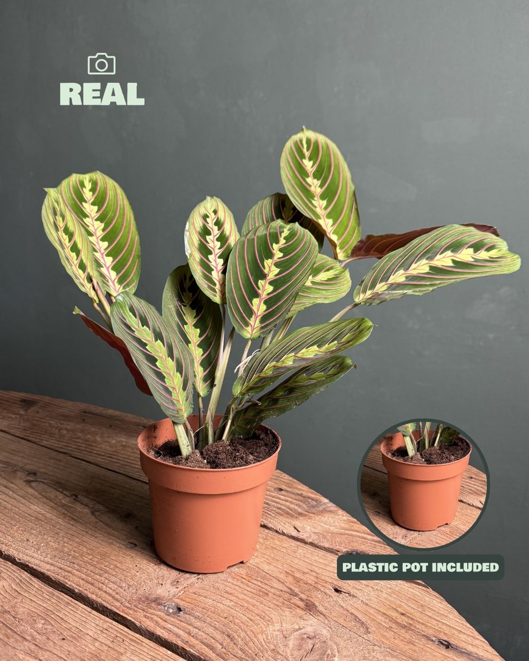 maranta leuconeura m real