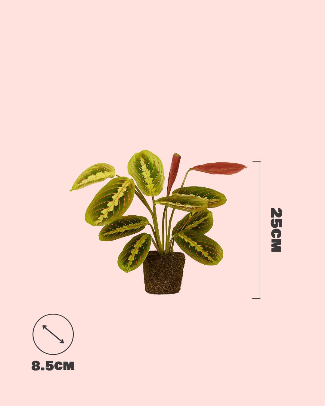 Maranta Leuconeura Mini - Pur Plant