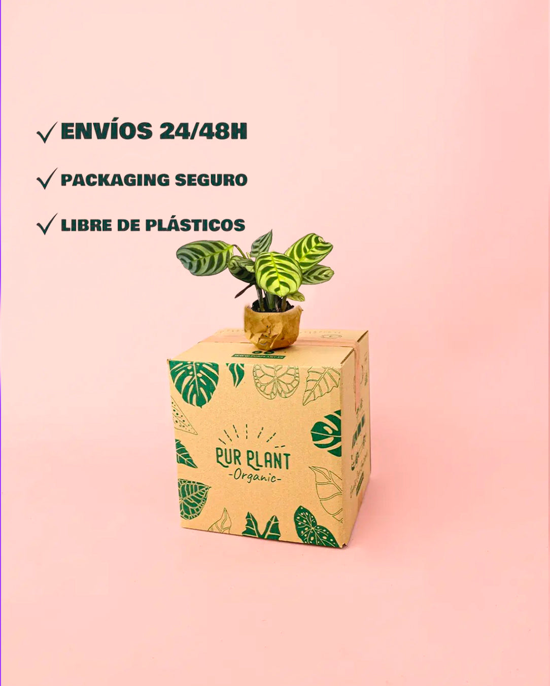 Maranta Amabilis Mini