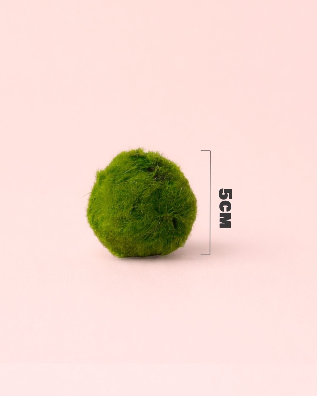 Marimo Ball – Mini Bola de Musgo Viva 4 - 5 cm - Pur Plant
