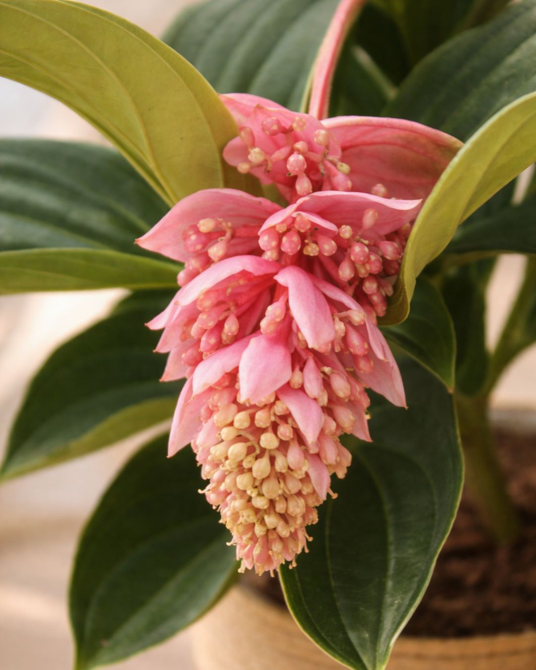 Medinilla Flamenco L