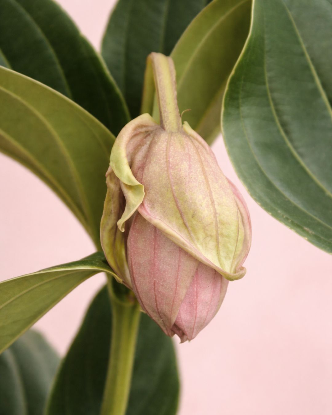 Medinilla Flamenco L