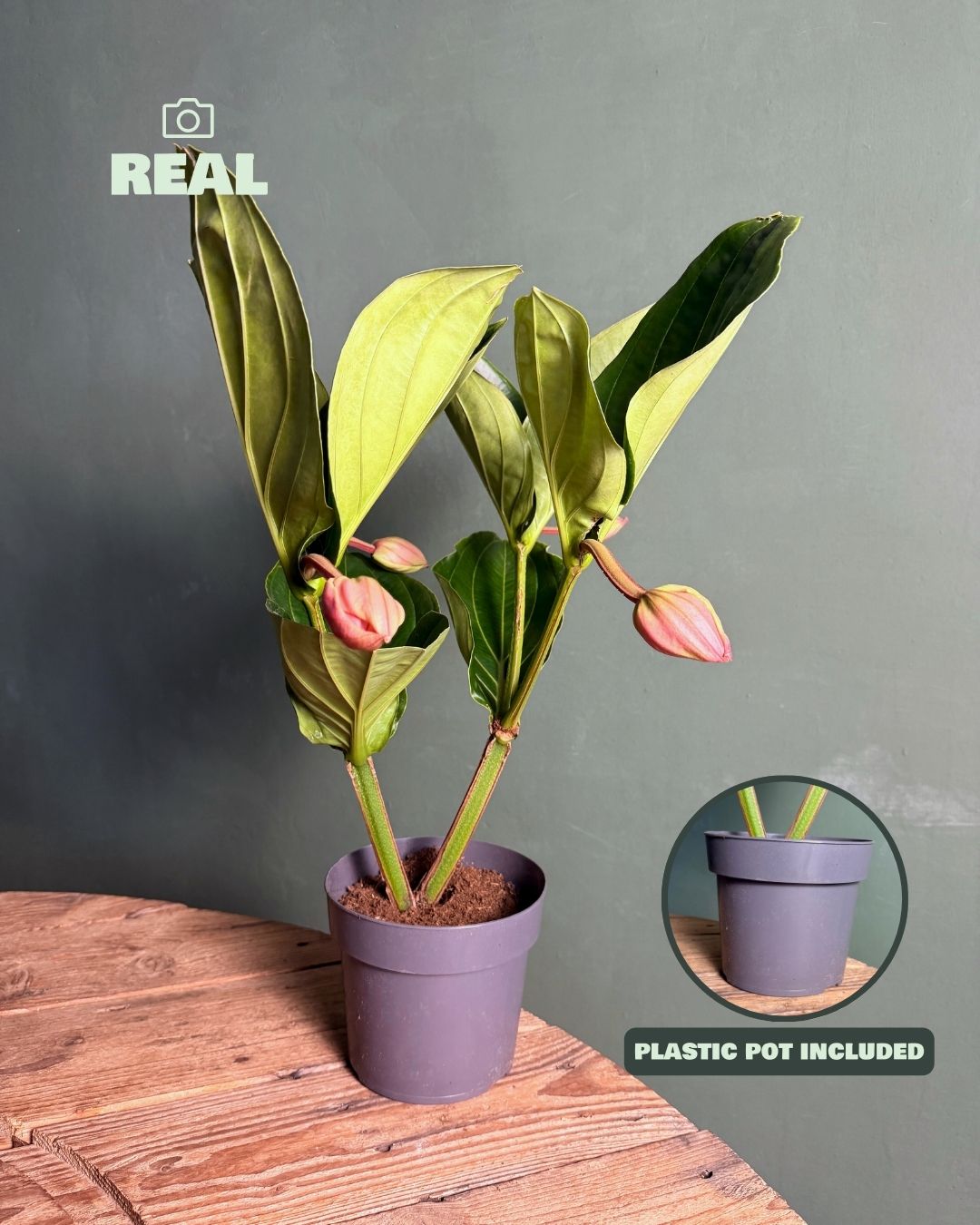 Medinilla Flamenco L - Pur Plant