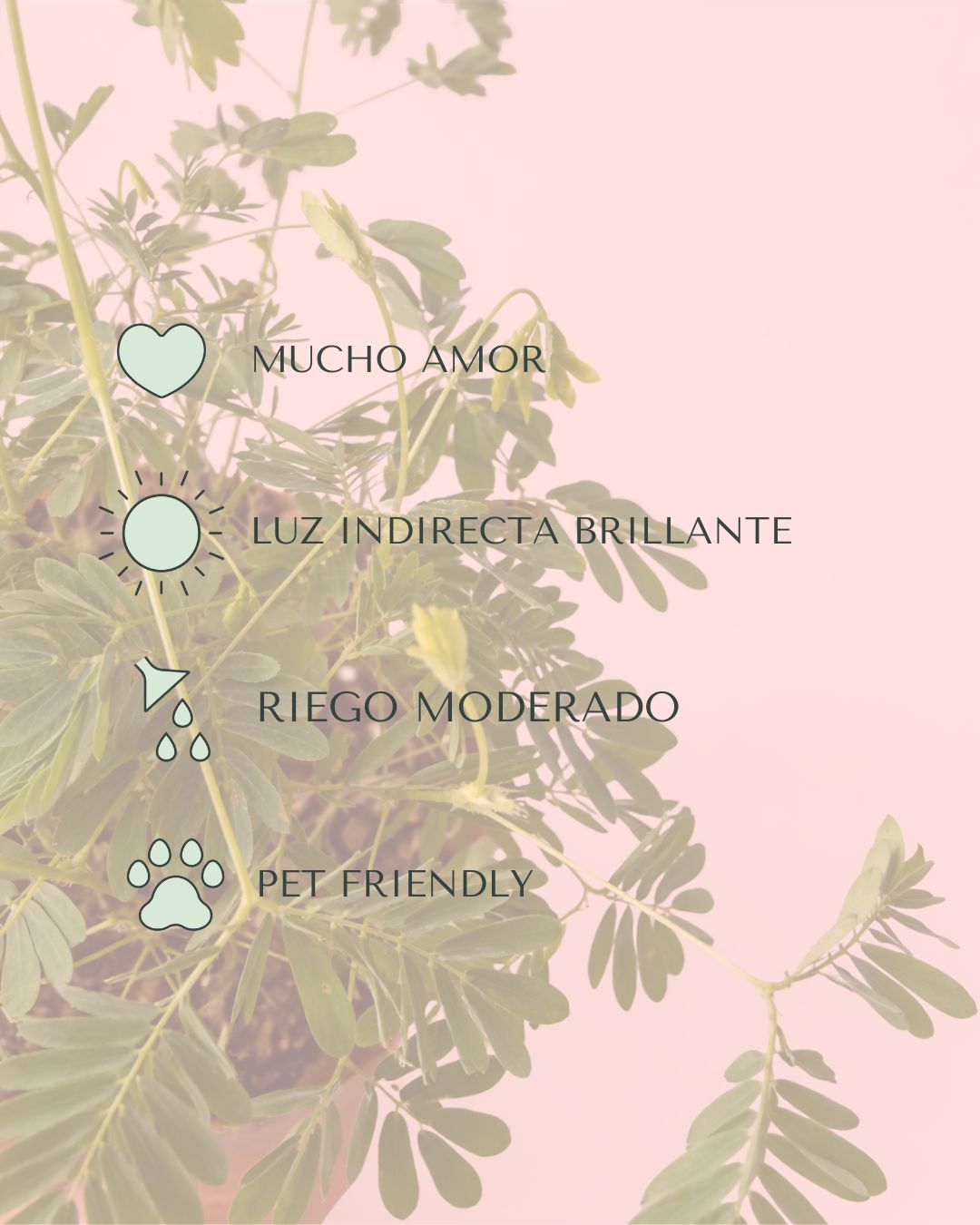 mimosa-en-terracota-cuidados