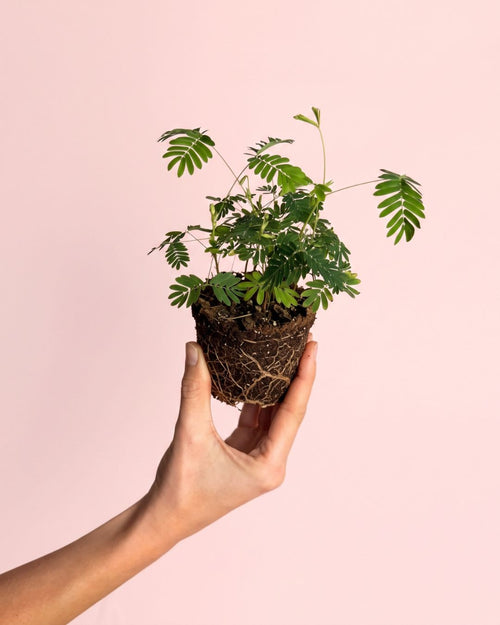 Mimosa Púdica – Planta Sensitiva Mini
