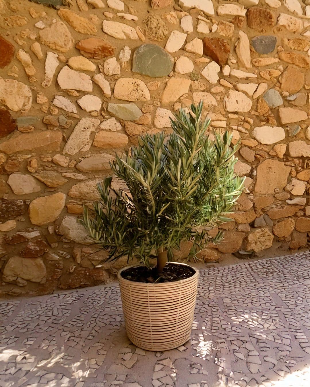 mini arbol olivo exterior