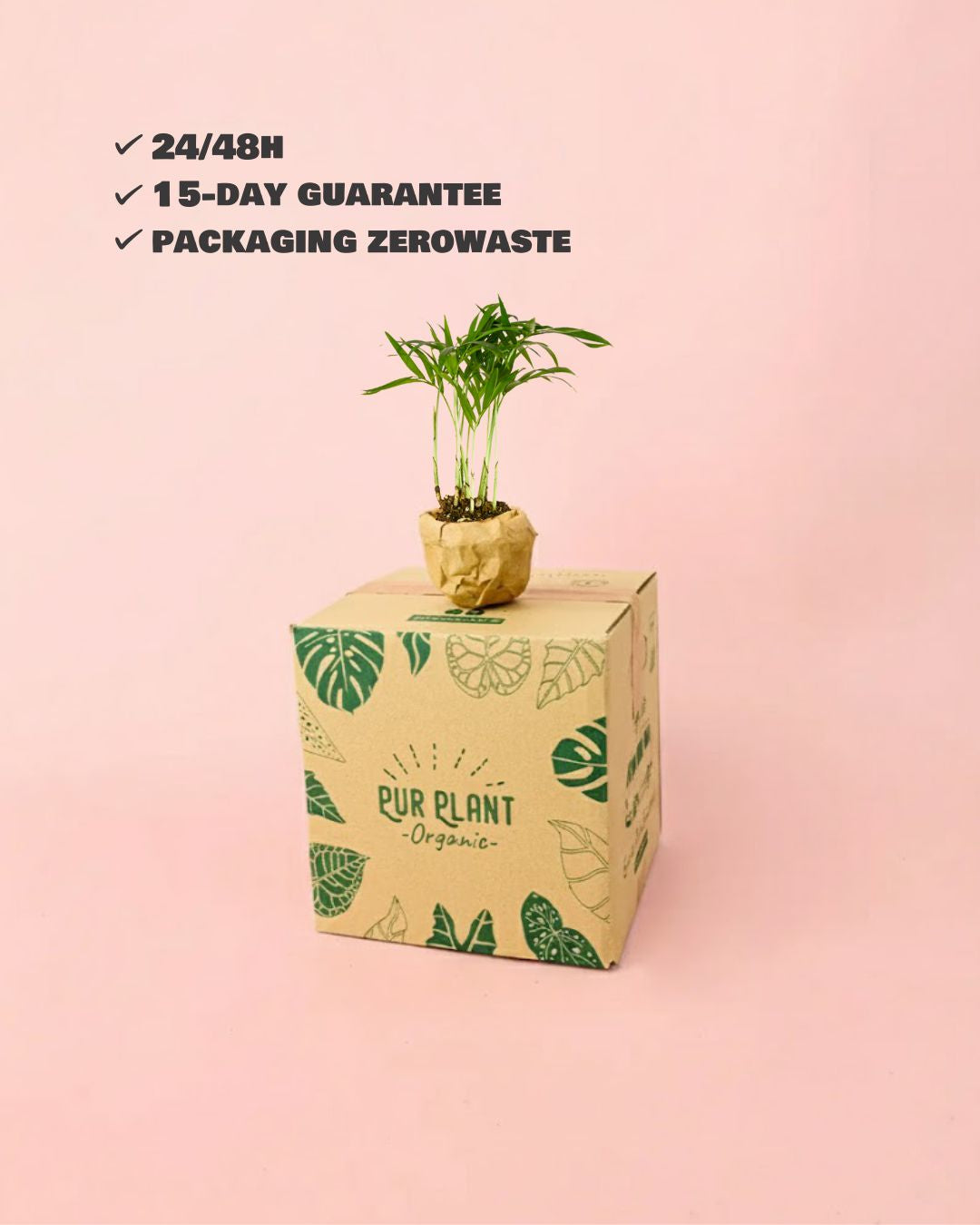 mini chamaedorea elegans packaging