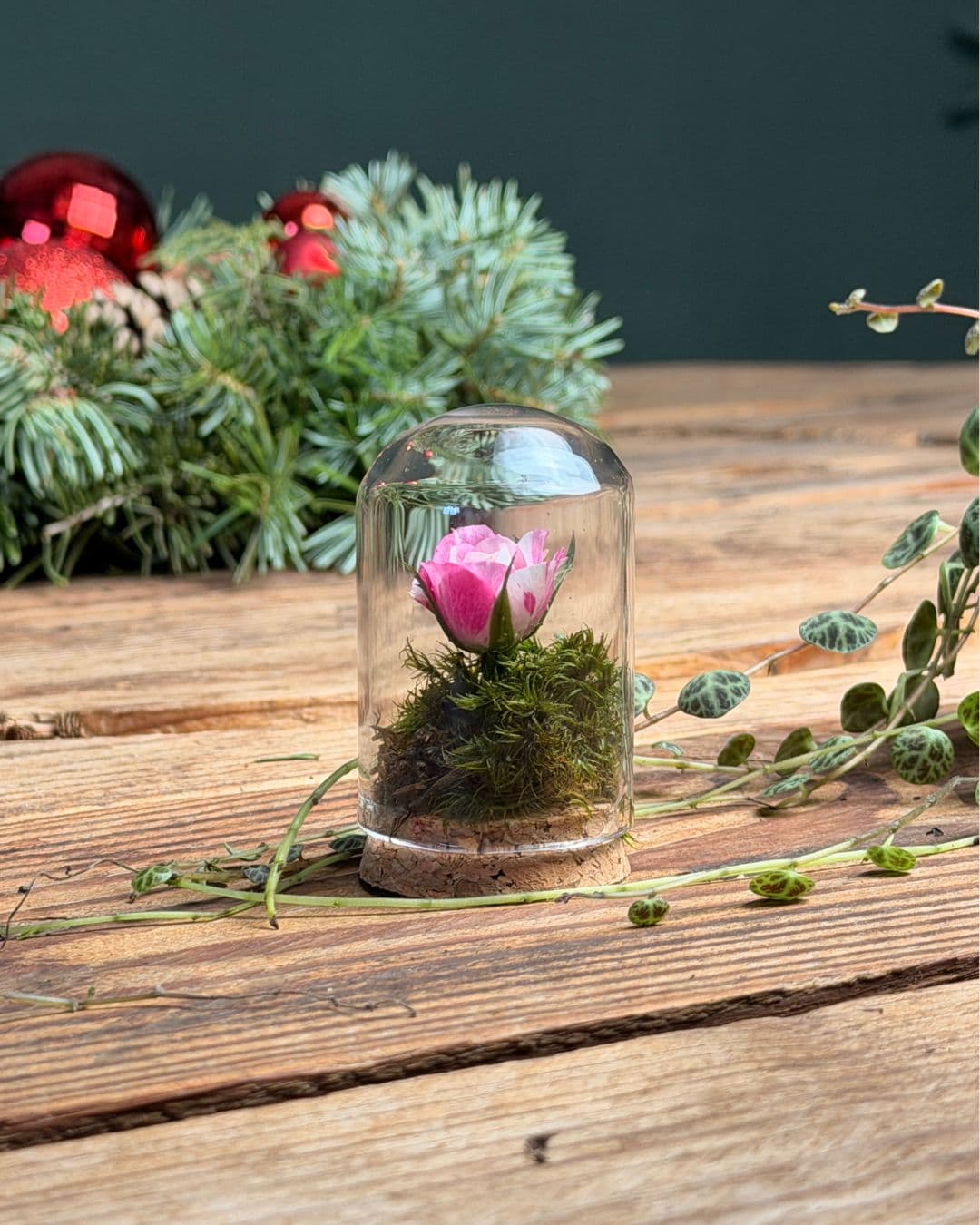 mini cupula cristal terrario contexto