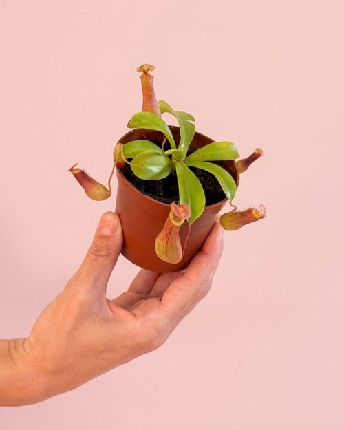 mini_carnivora_nephentes_mano