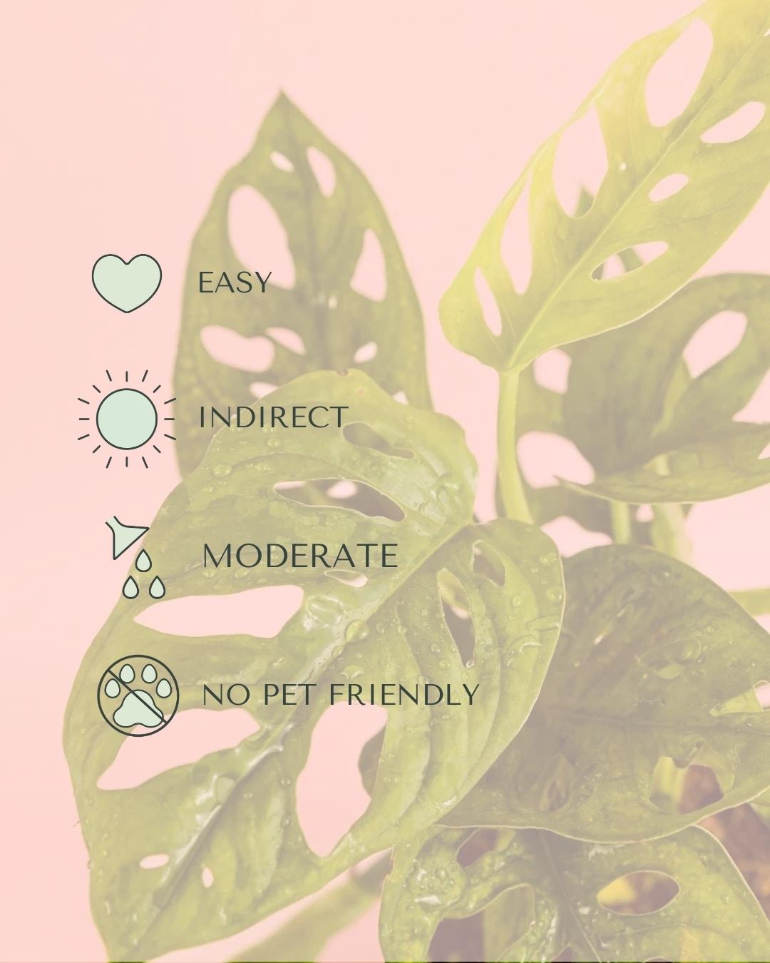 monkey-adansonii-m-care