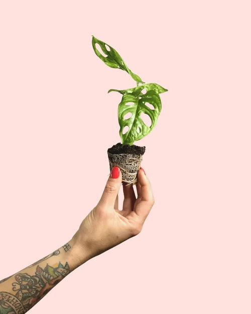 Monstera Adansonii Mini - Pur Plant