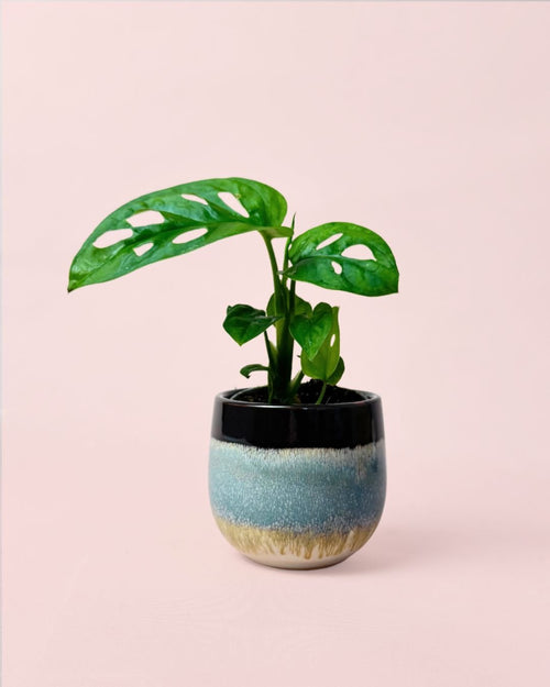 Monstera Adansonii Mini con Maceta Cerámica - Pur Plant