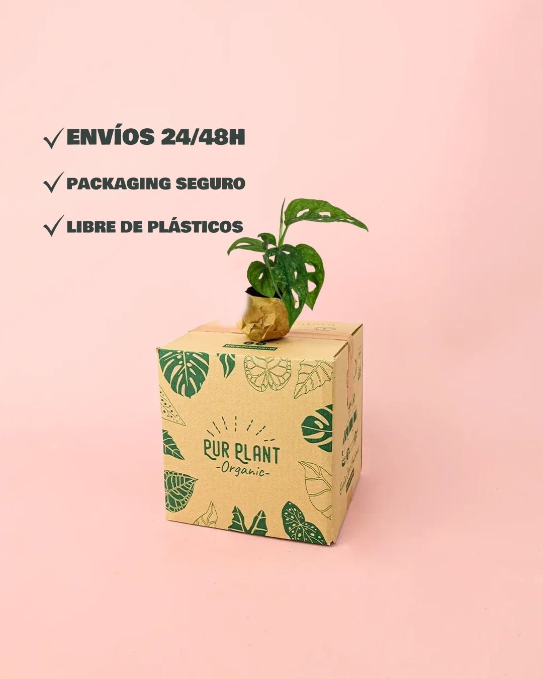 Monstera Adansonii Mint Mini - Pur Plant