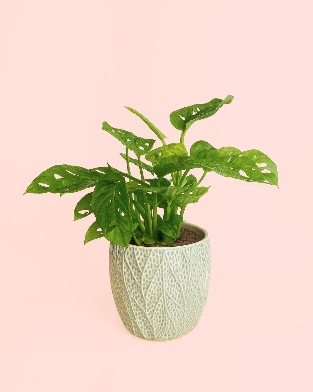Monstera Adansonii con maceta