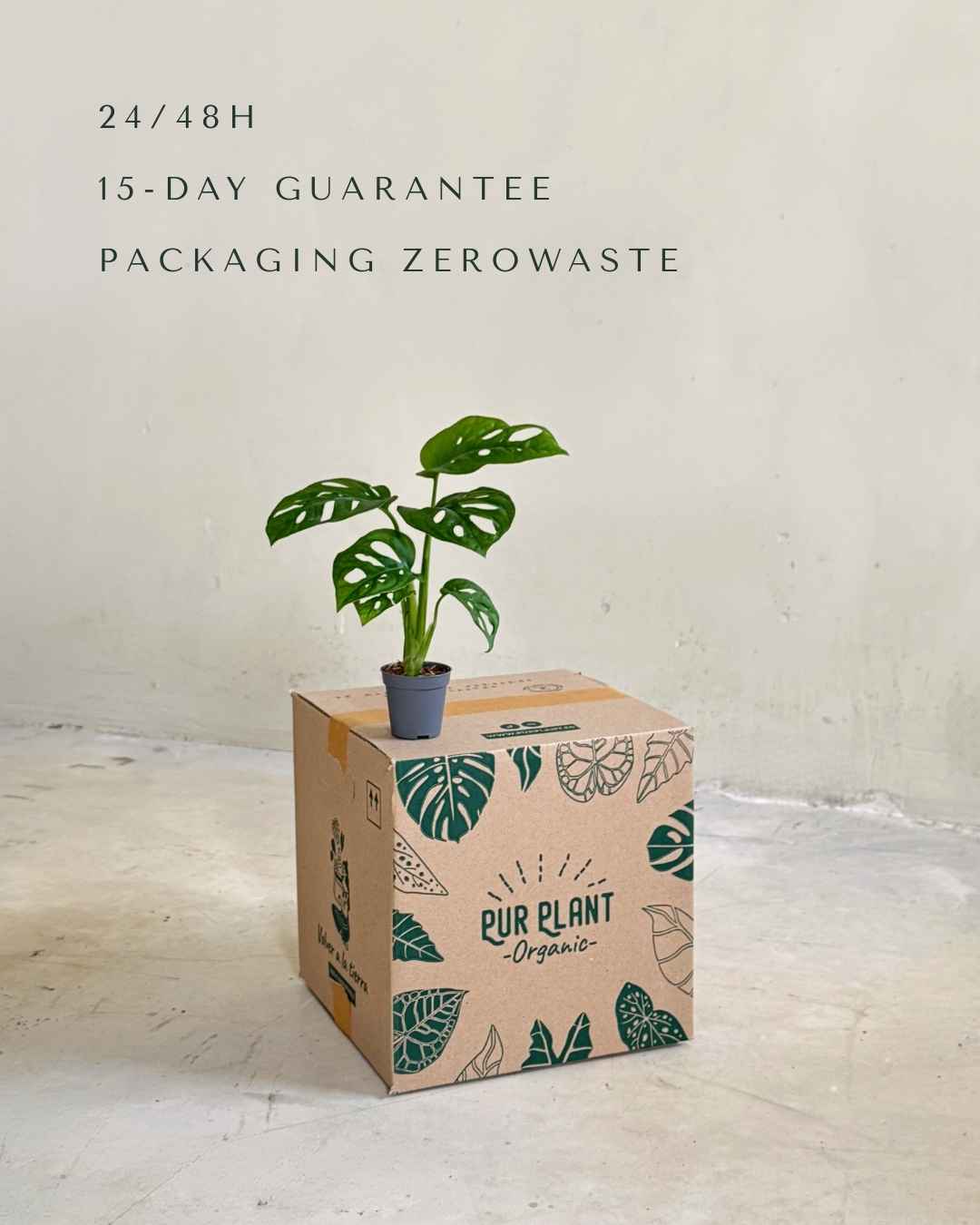 monstera-adasonii-mini-packaging
