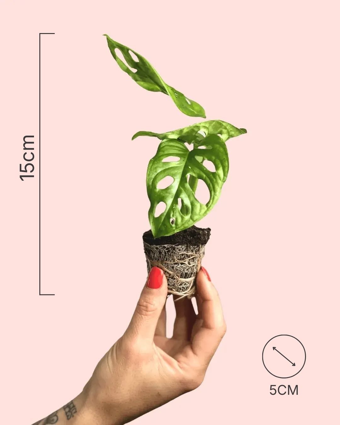 monstera-adasonii-mini-size