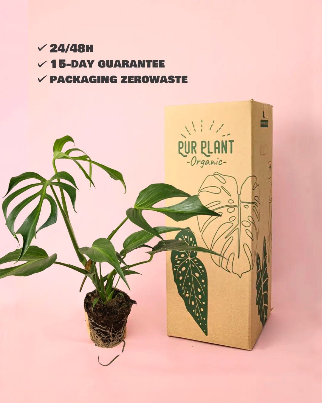 Monstera Burle Marx L - Pur Plant