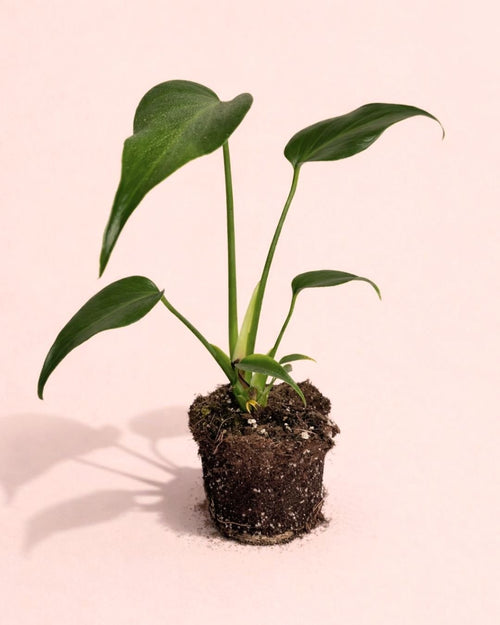 Monstera Burle Marx M - Pur Plant