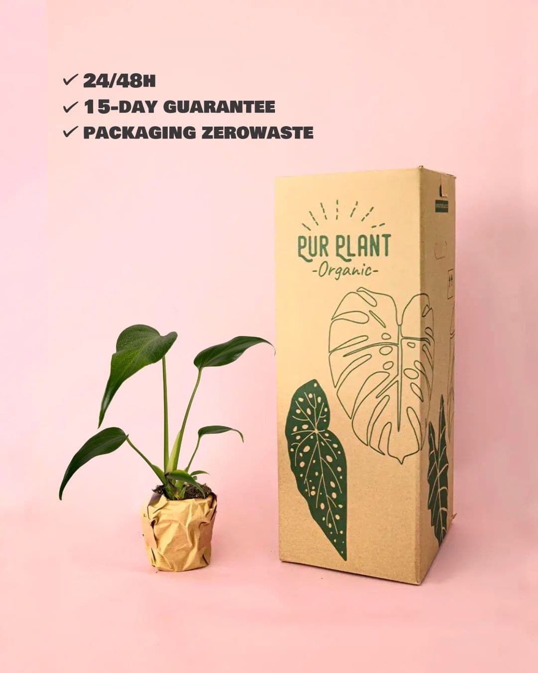 Monstera Burle Marx M - Pur Plant