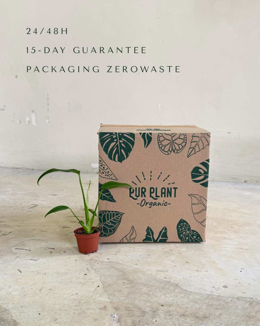 Monstera Burle Marx Mini - Pur Plant