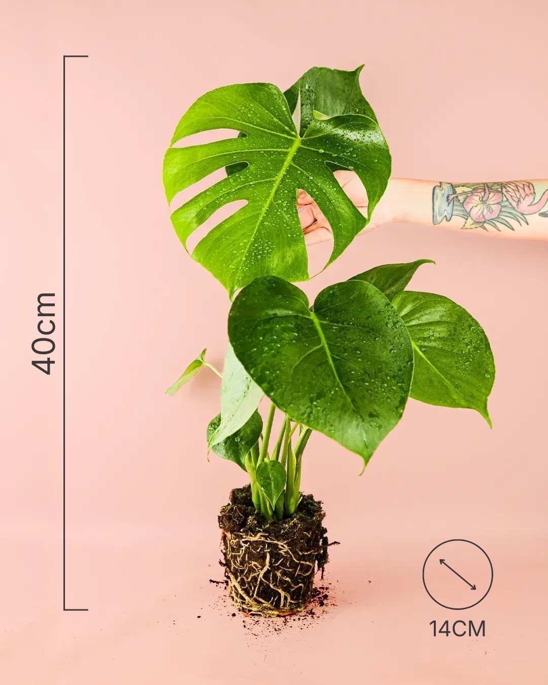 monstera-deliciosa-m-size