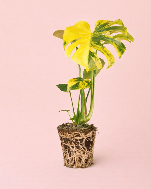 Monstera Deliciosa Aurea Variegada M - Pur Plant