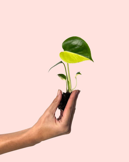 Monstera Deliciosa Aurea Variegada Mini - Pur Plant