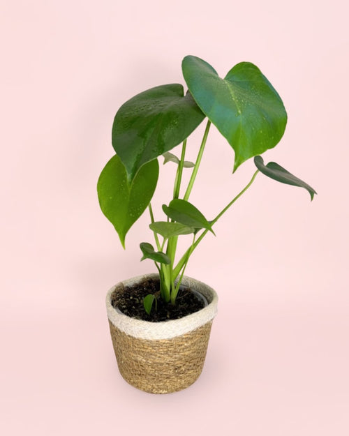 Monstera Deliciosa Con Cubremacetas Yute Natural - Pur Plant