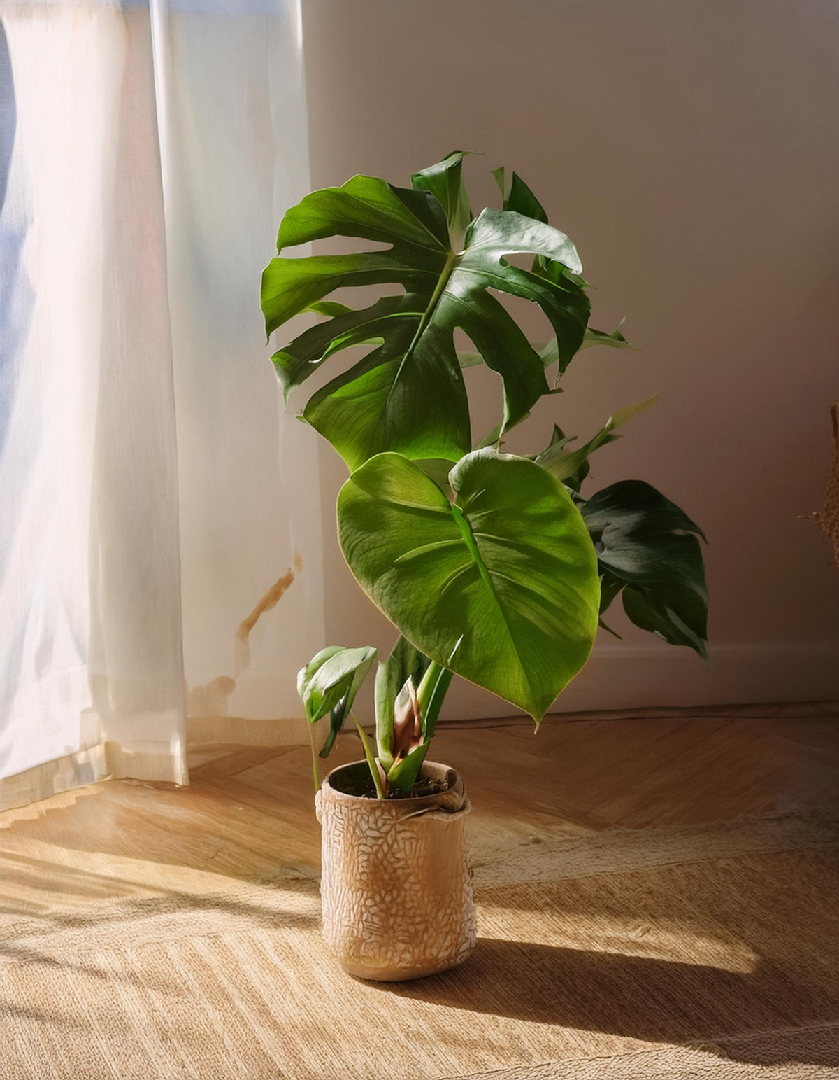monstera-deliciosa-contexto_3