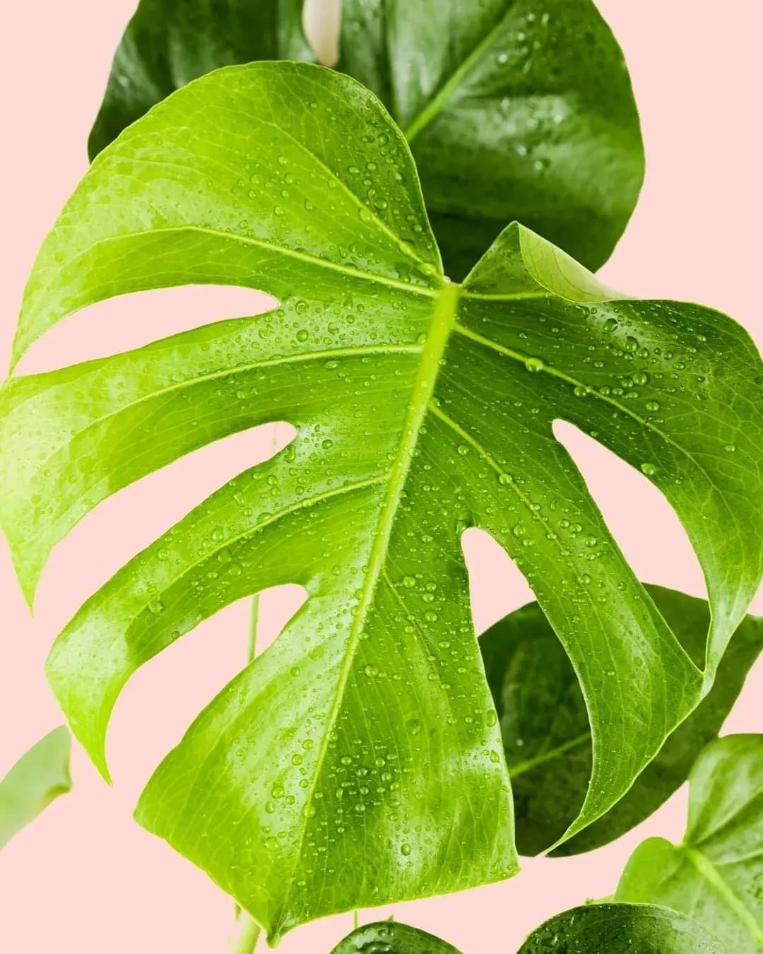 monstera-deliciosa-detail