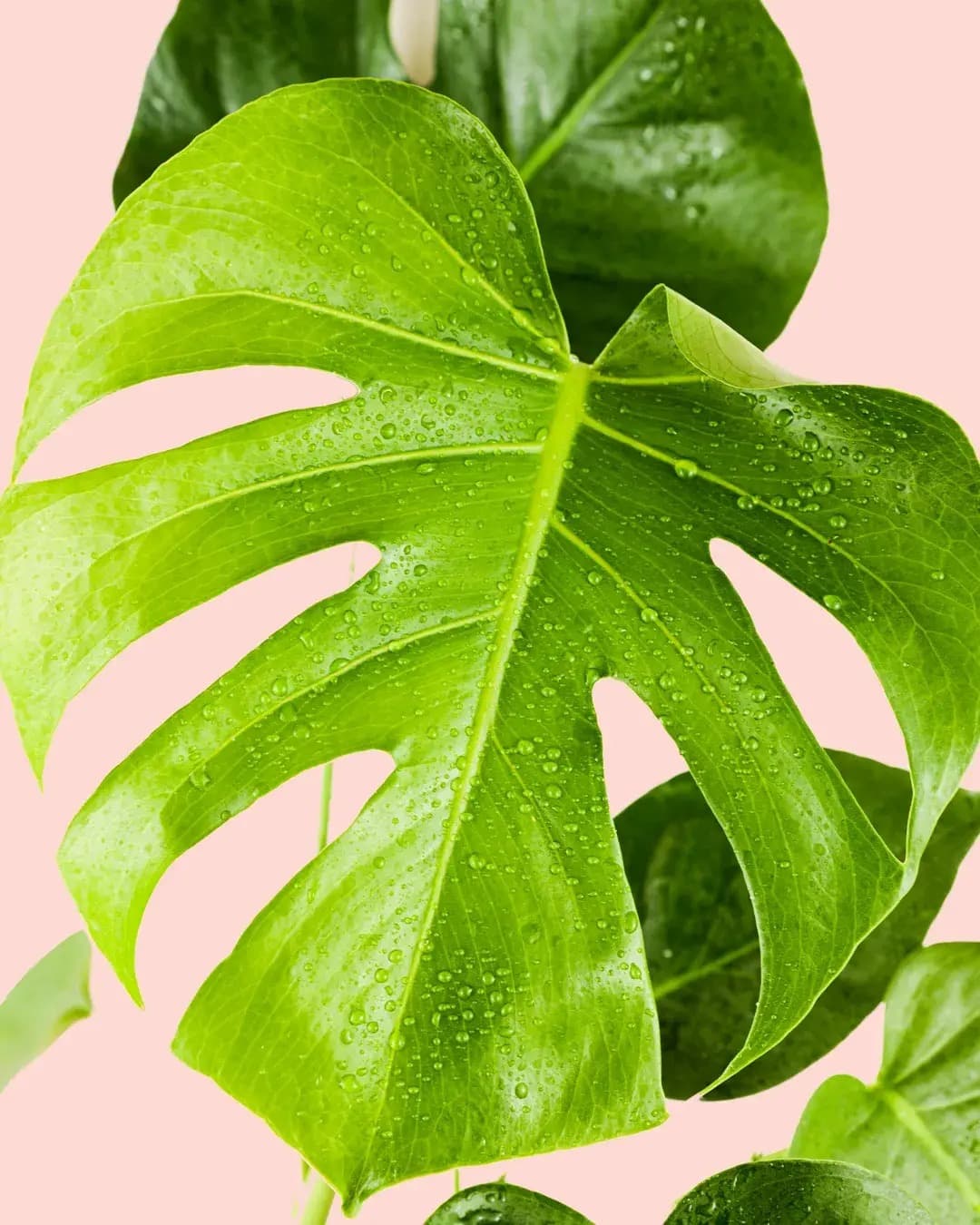 2x Monstera Deliciosa M