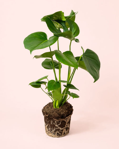 Monstera Deliciosa L - Pur Plant