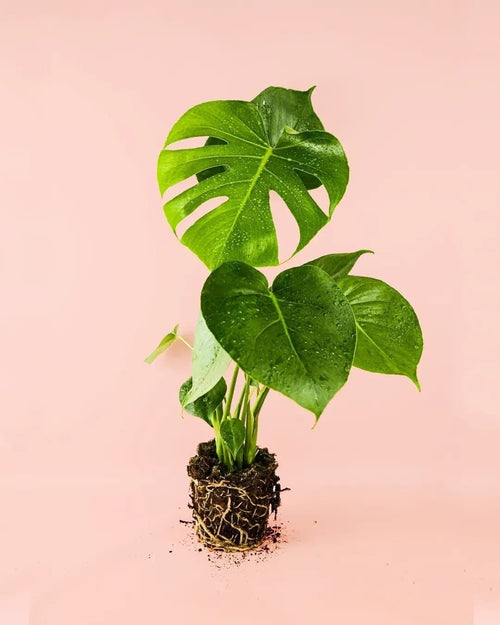 Monstera Deliciosa M - Pur Plant