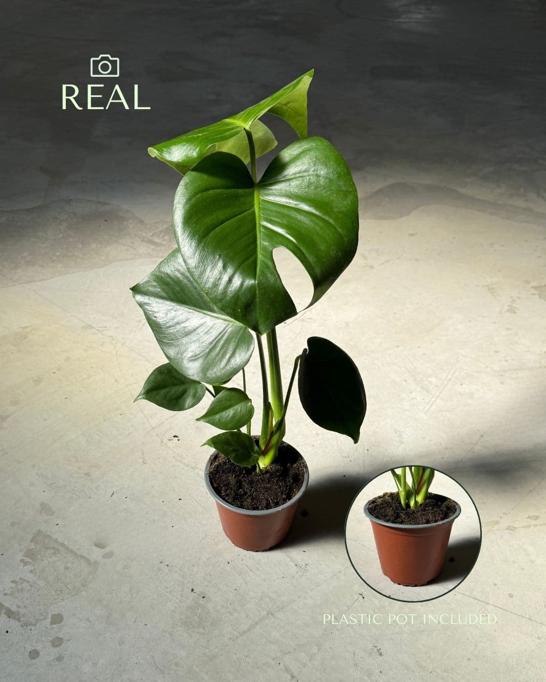 Monstera Deliciosa M