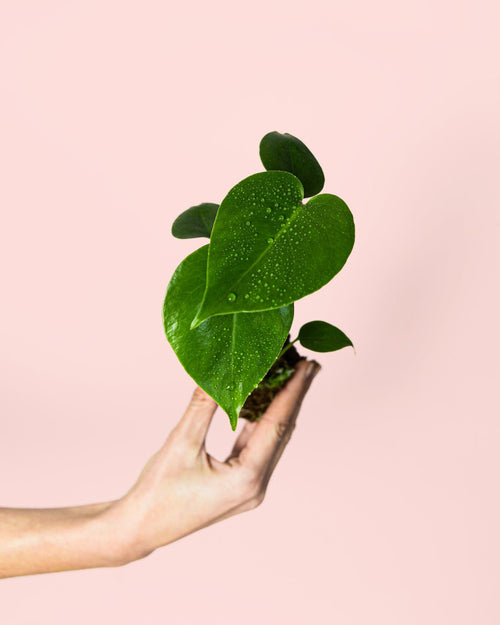 Monstera Deliciosa Mini - Pur Plant