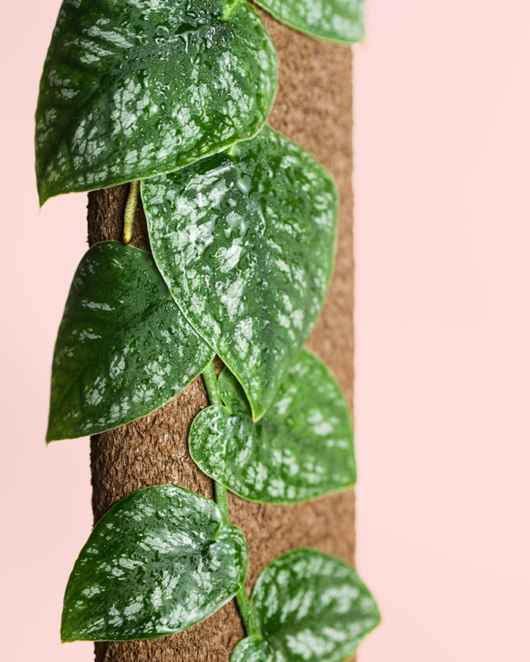 Monstera Dubia M - Pur Plant