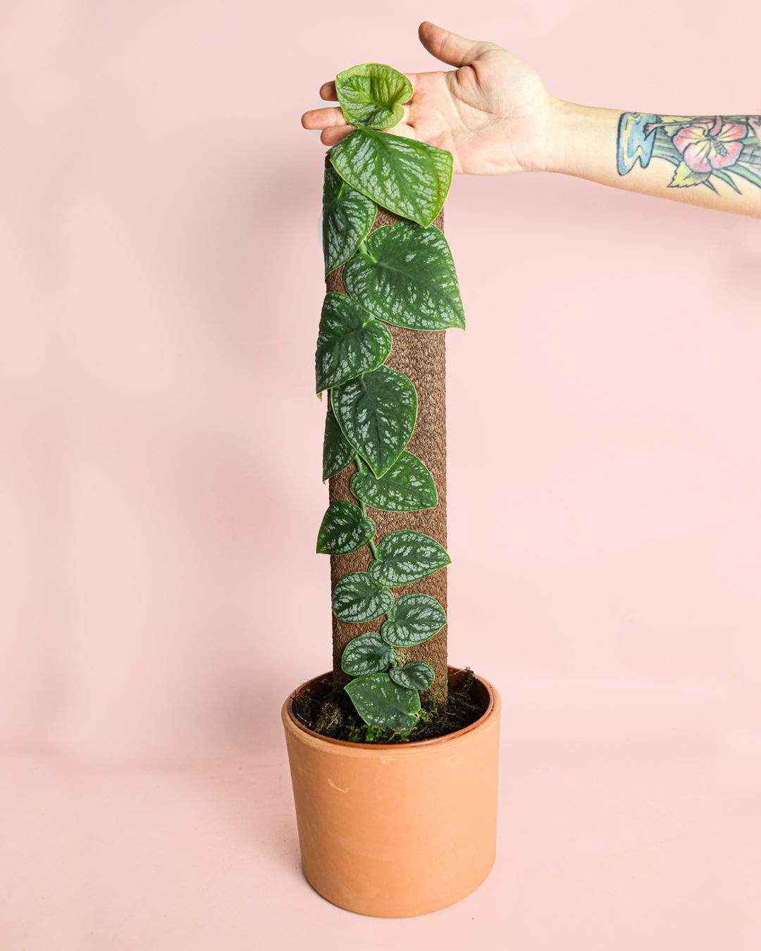 Monstera Dubia M - Pur Plant