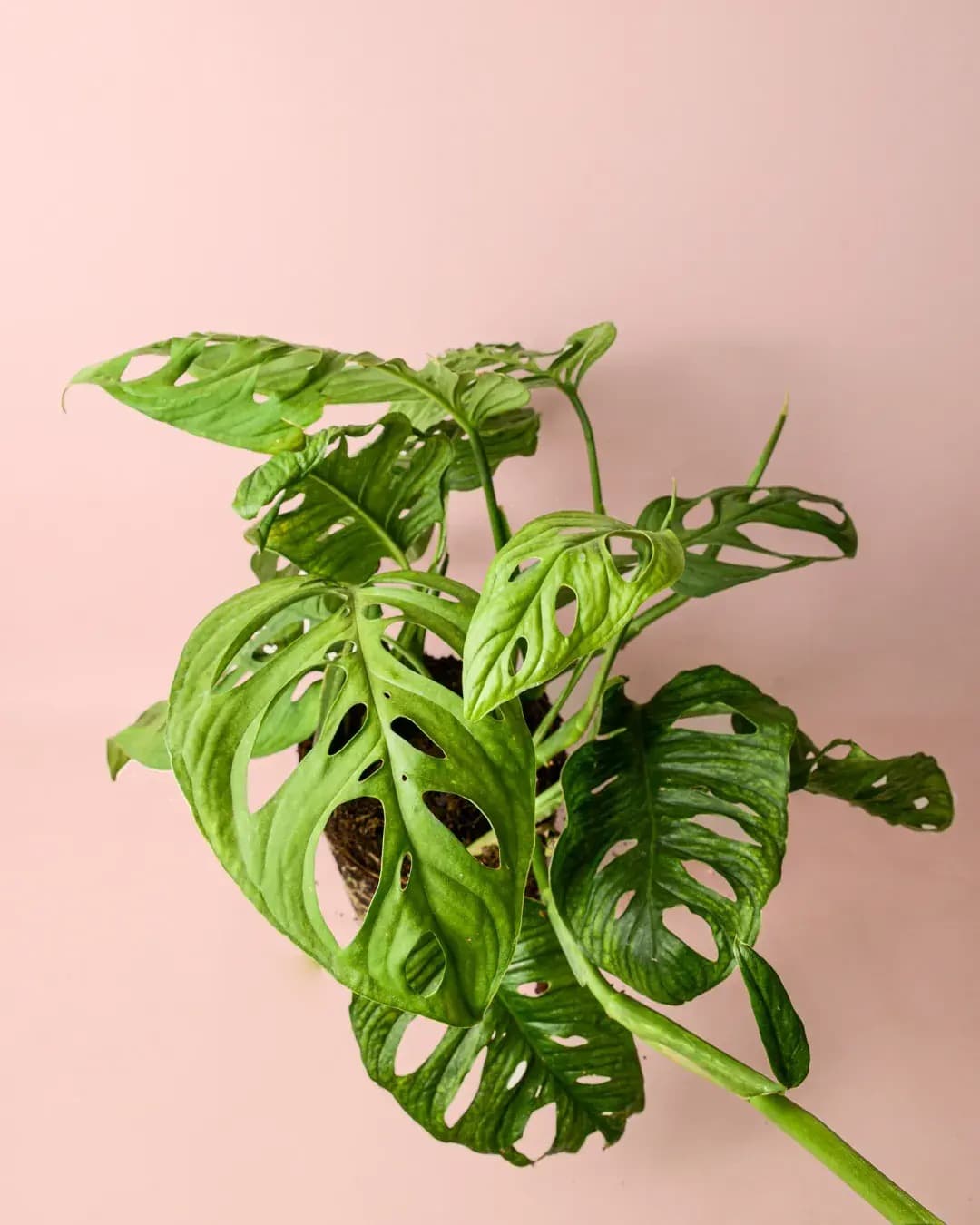 planta monstera esqueleto Monstera Esqueleto