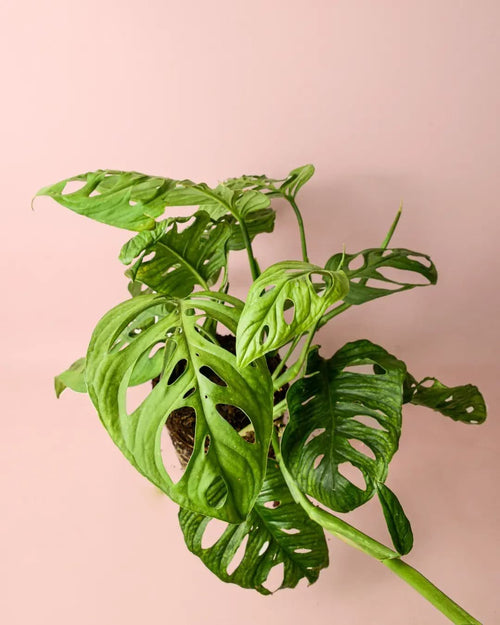 Monstera Esqueleto L - Pur Plant