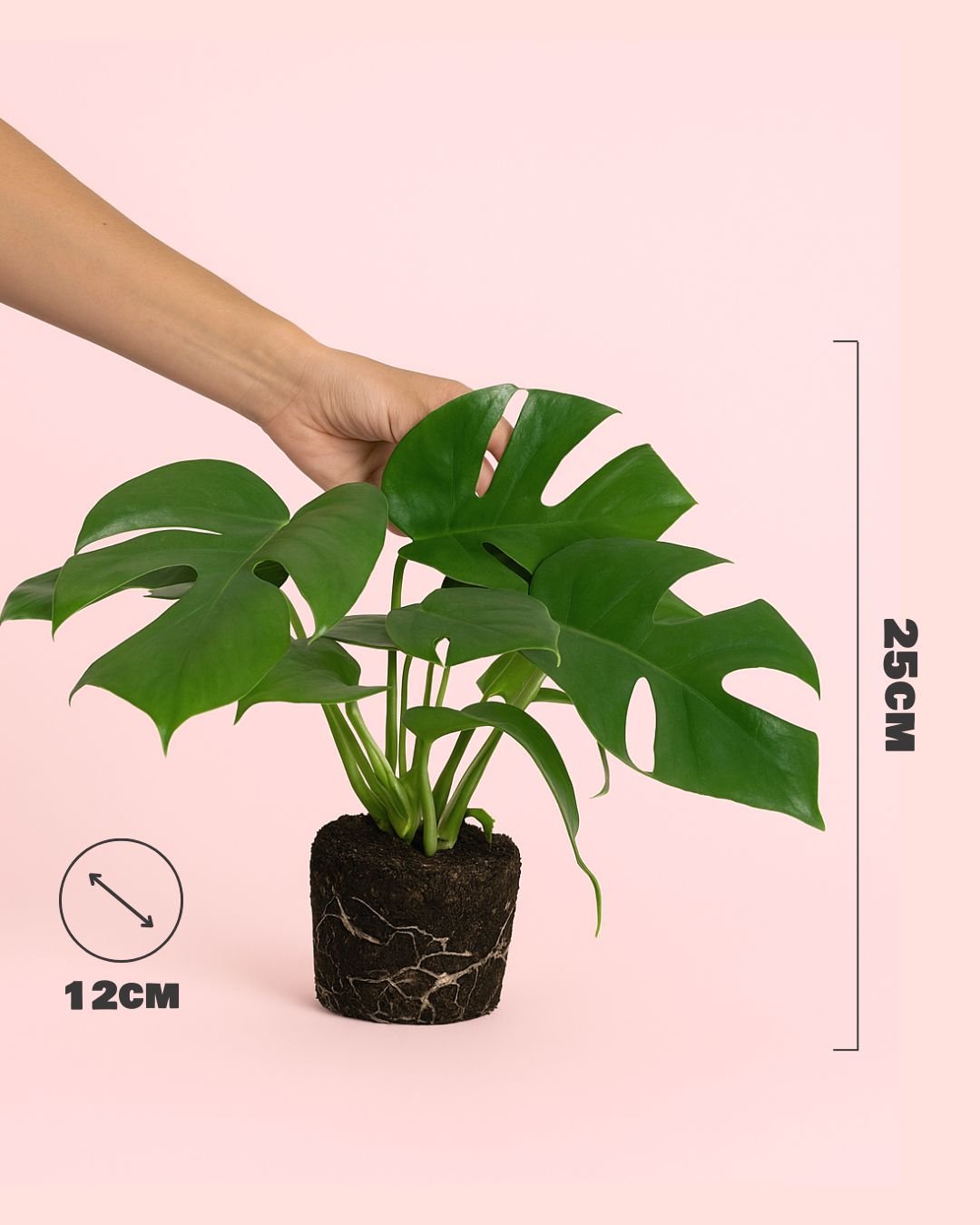 Monstera Minima M - Pur Plant
