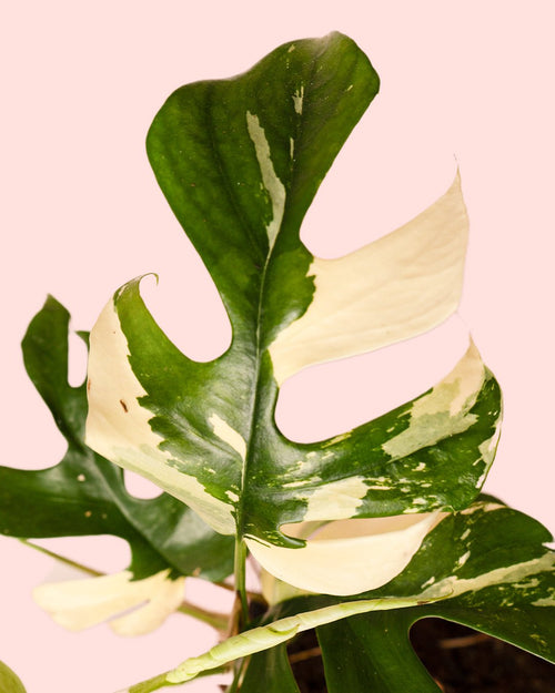 Monstera Minima Variegada M - Pur Plant