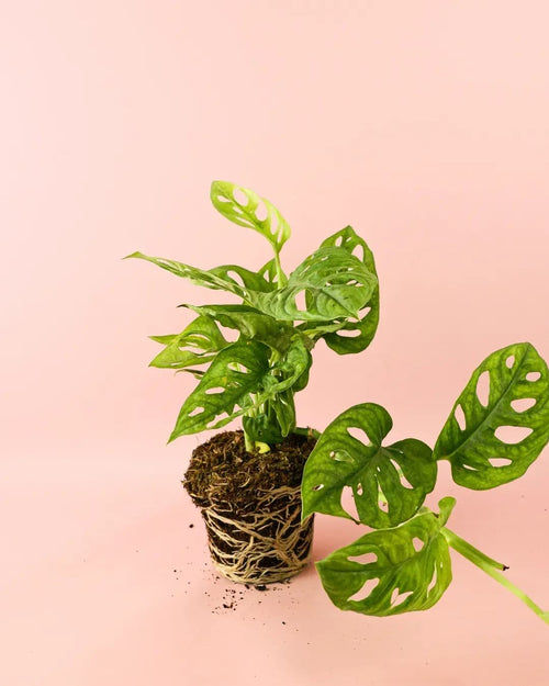 Monstera Monkey Adansonii M - Pur Plant