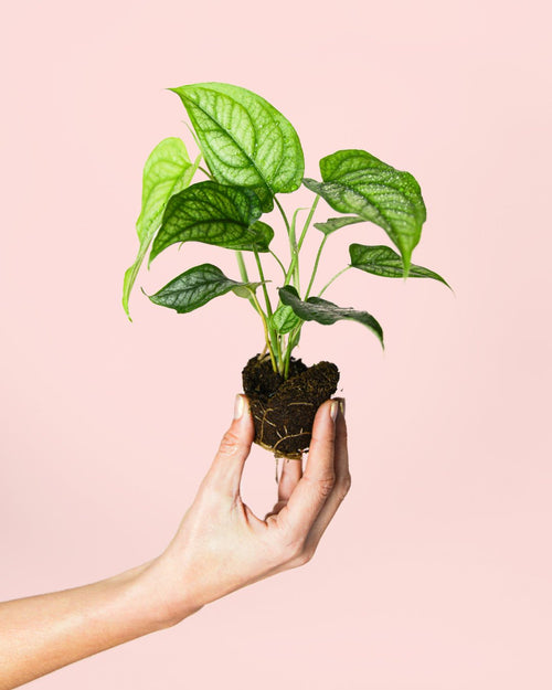 Monstera Siltepecana Mini - Pur Plant