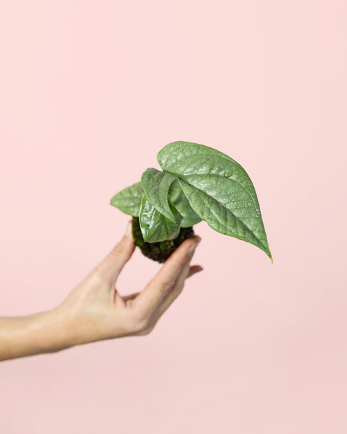 Monstera Silver Mini - Pur Plant